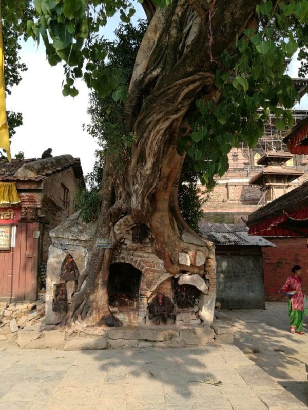 IMG 20180506 122659 e1546683872679 Baum-Tempel