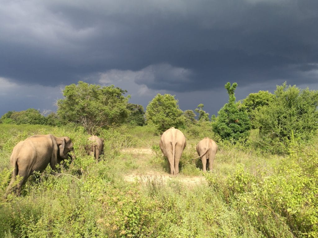 Elefanten Sri Lanka