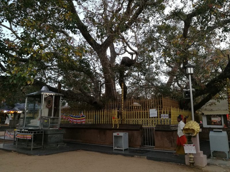 Sri Lanka, Bodhibaum