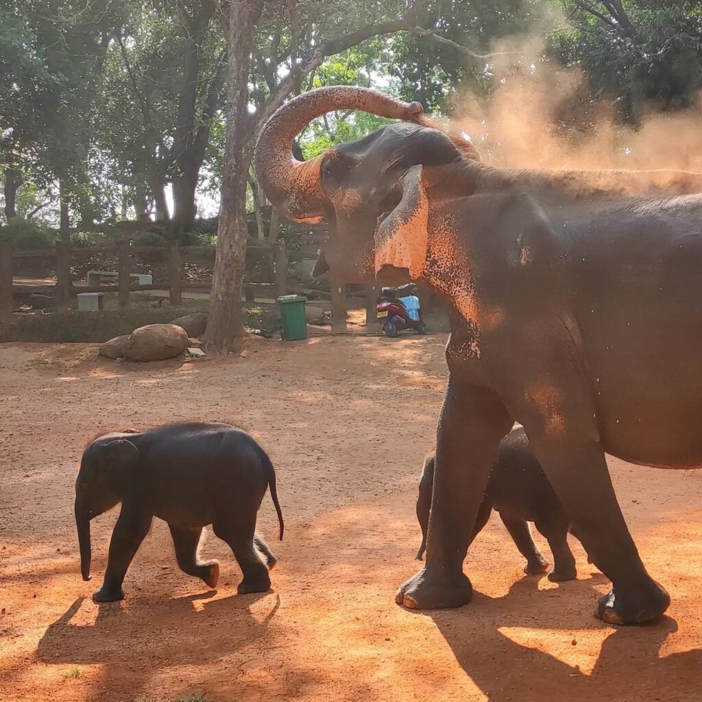 Elefanten Zwillinge Buddhismus
