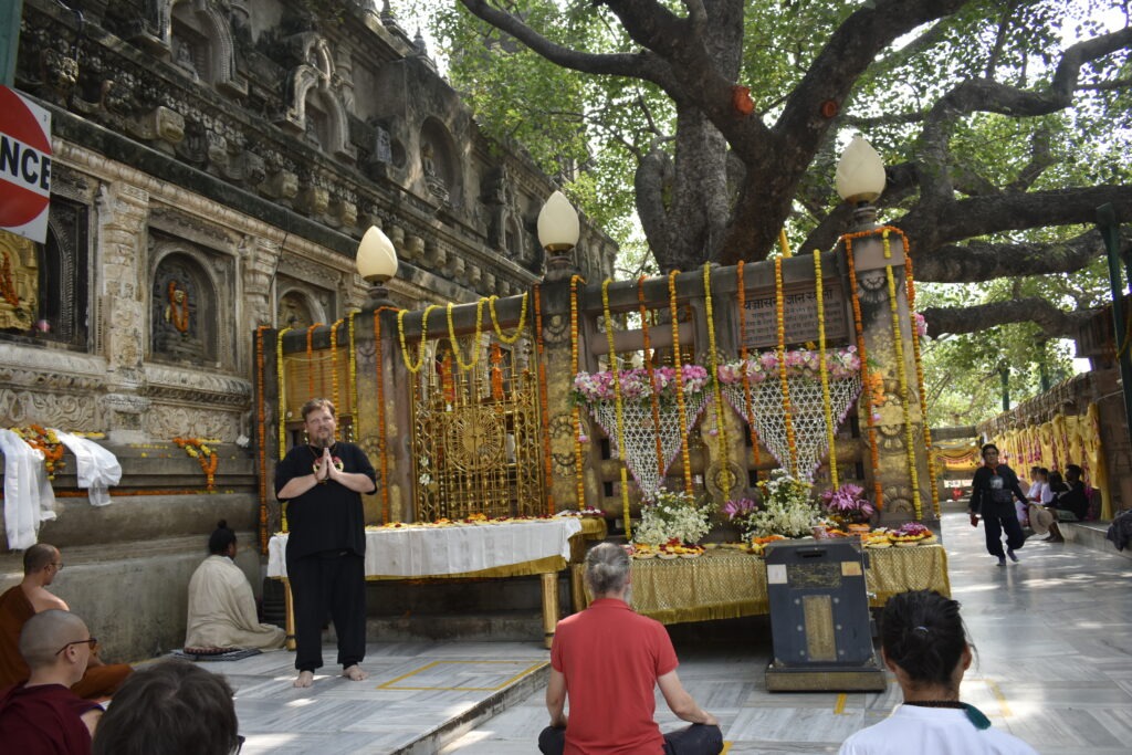 Bodhibaum, Bodhgaya, Bo Tree