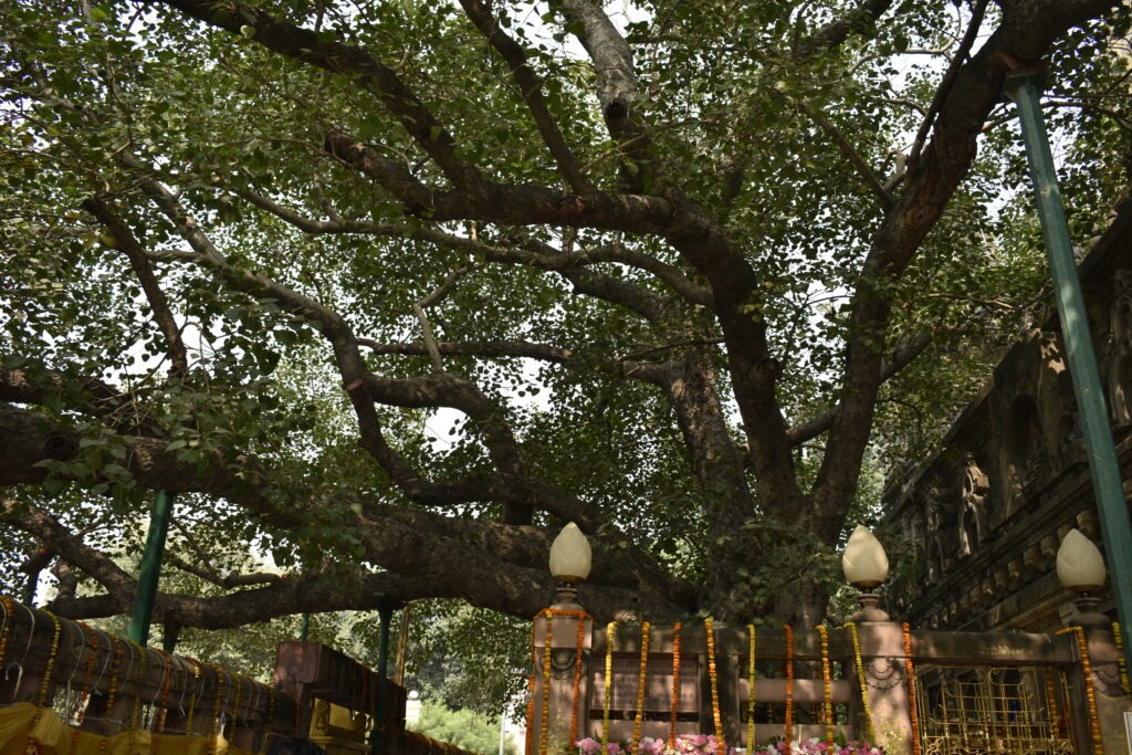 Maha Bodhi Tree